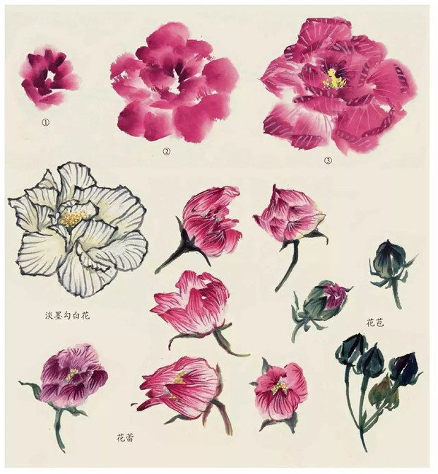 各类花卉画法集锦(五):木芙蓉的画法